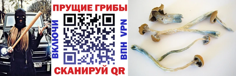 Галлюциногенные грибы ЛСД  наркошоп  Кущёвская 
